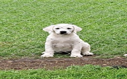 Labrador Retriever dogs for sale: Gabi - Image 1