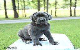 Cane Corso dogs for sale: Savannah - Image 2