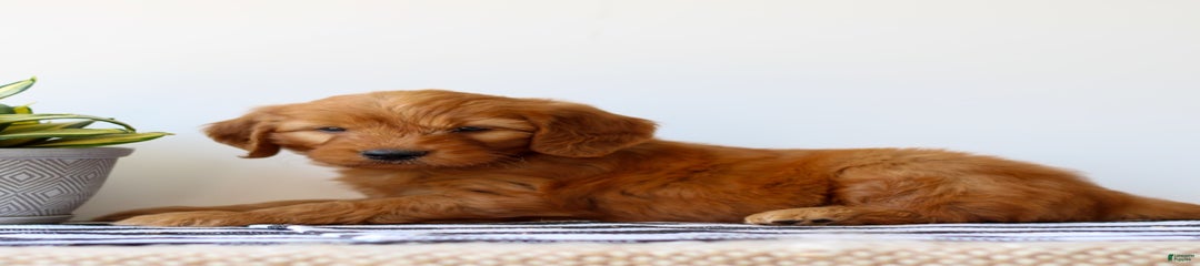 Rex