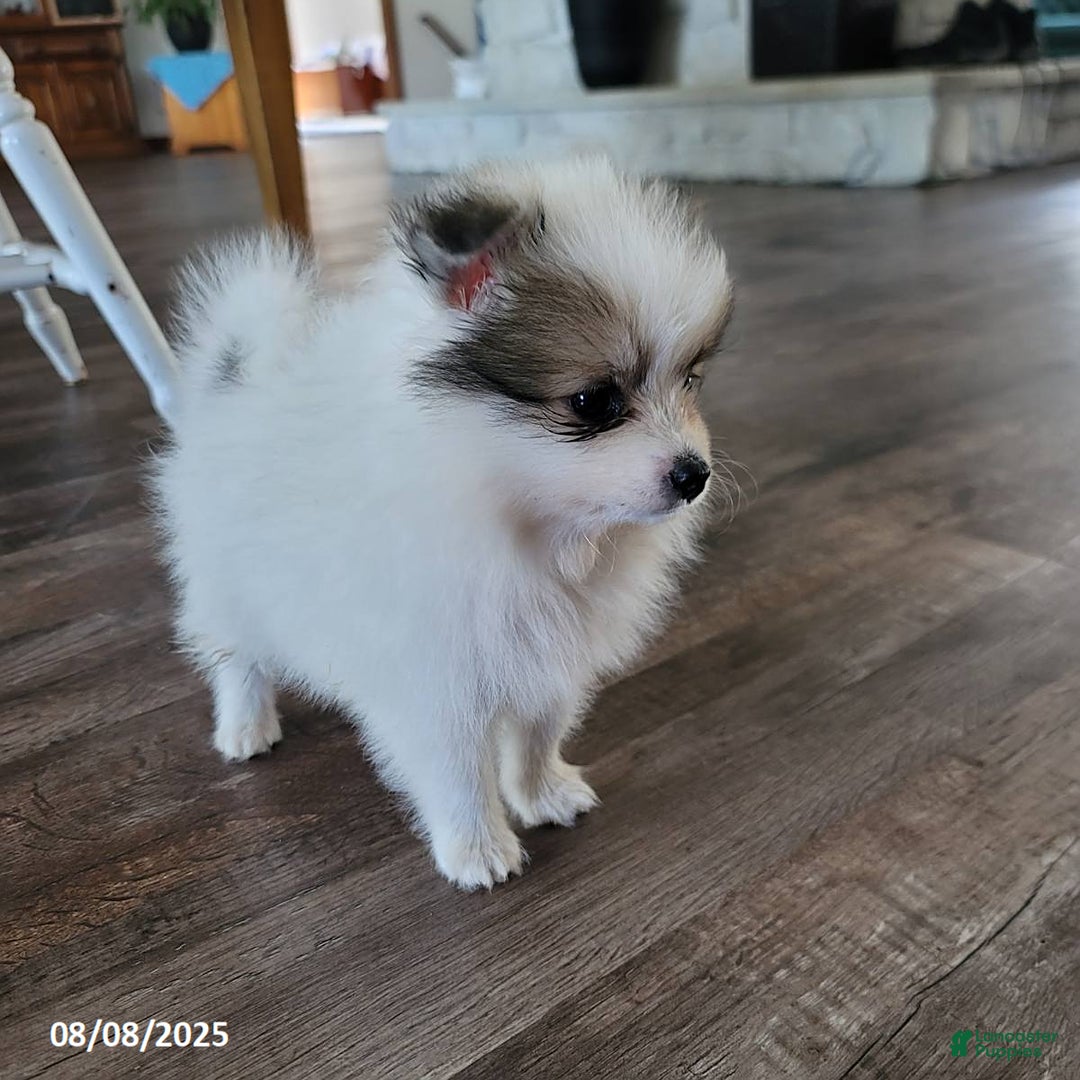 Pomeranian dogs for sale: Bingo - Image 2