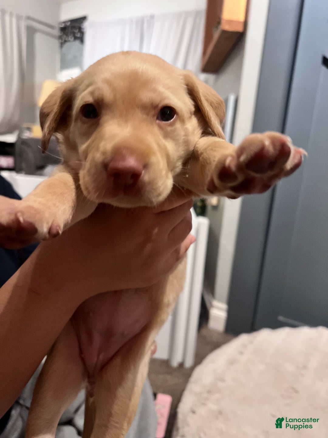 Labrador Retriever dogs for sale: Salt - Image 5