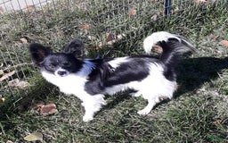 Papillon dogs for sale: Grace - Image 6