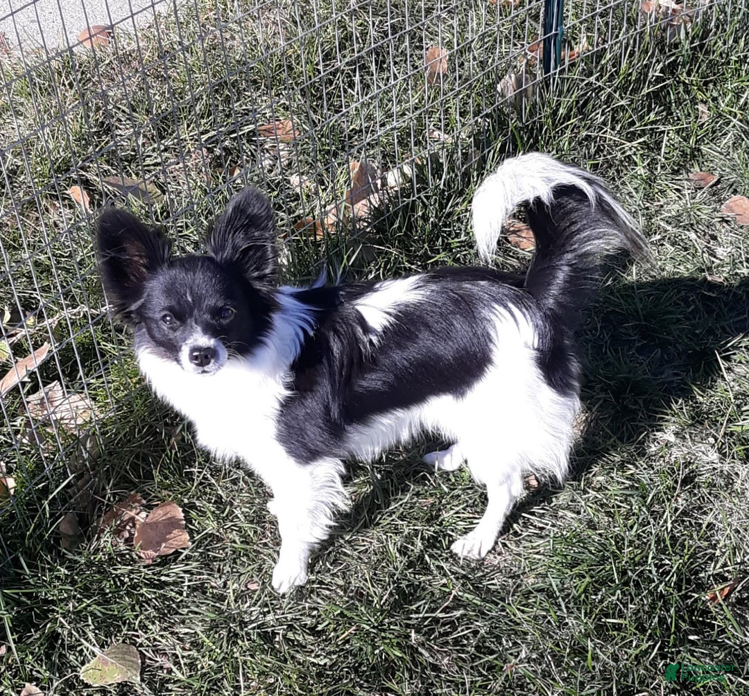 Papillon dogs for sale: Grace - Image 6