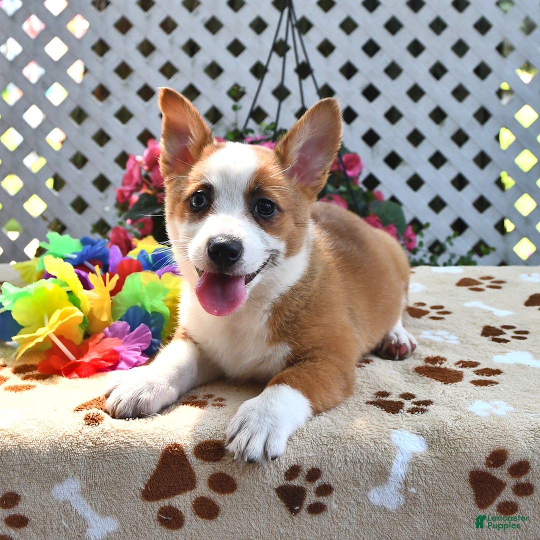 Welsh Corgi Pembroke dogs for sale: Ava - Image 4