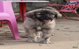 Anatolian Shepherd dogs for sale: Chloe - Image 1