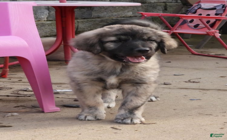 Anatolian Shepherd dogs for sale - Ad 4