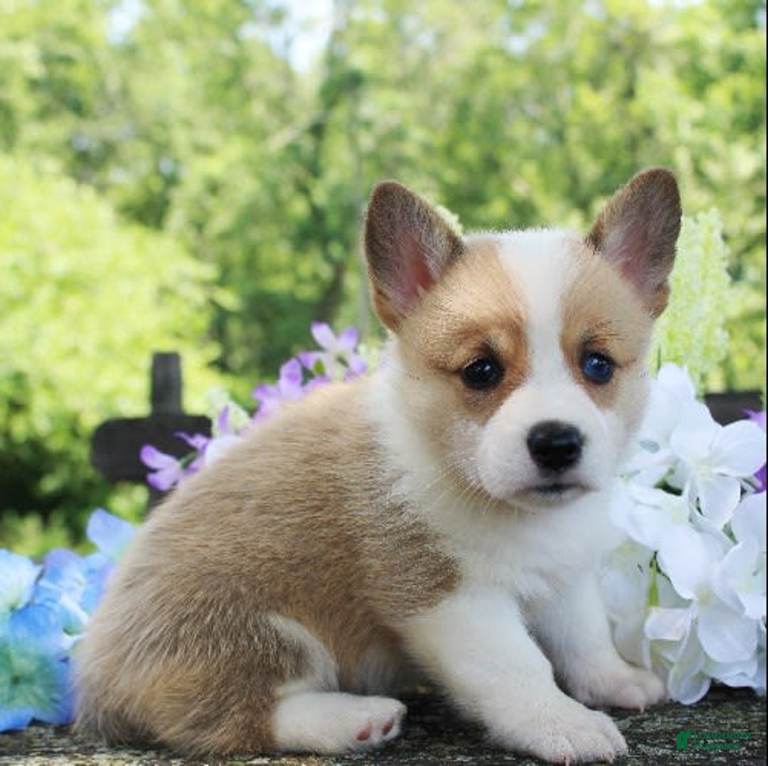 Welsh Corgi Pembroke dogs for sale: Lola - Image 2