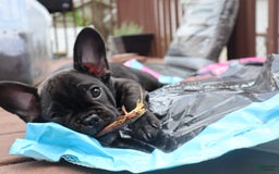 French Bulldog dogs for sale: Princess - Image 2