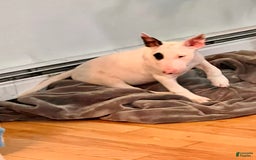 Bull Terrier dogs for sale: Target - Image 1