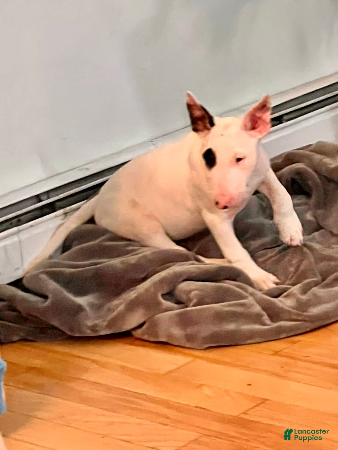 Bull Terrier dogs for sale: Target - Image 1
