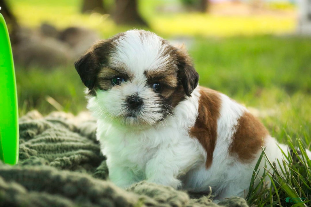 Shih Tzu dogs for sale: Charlotte - Image 5