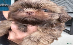 Shih Tzu dogs for sale: Karlton - Image 2