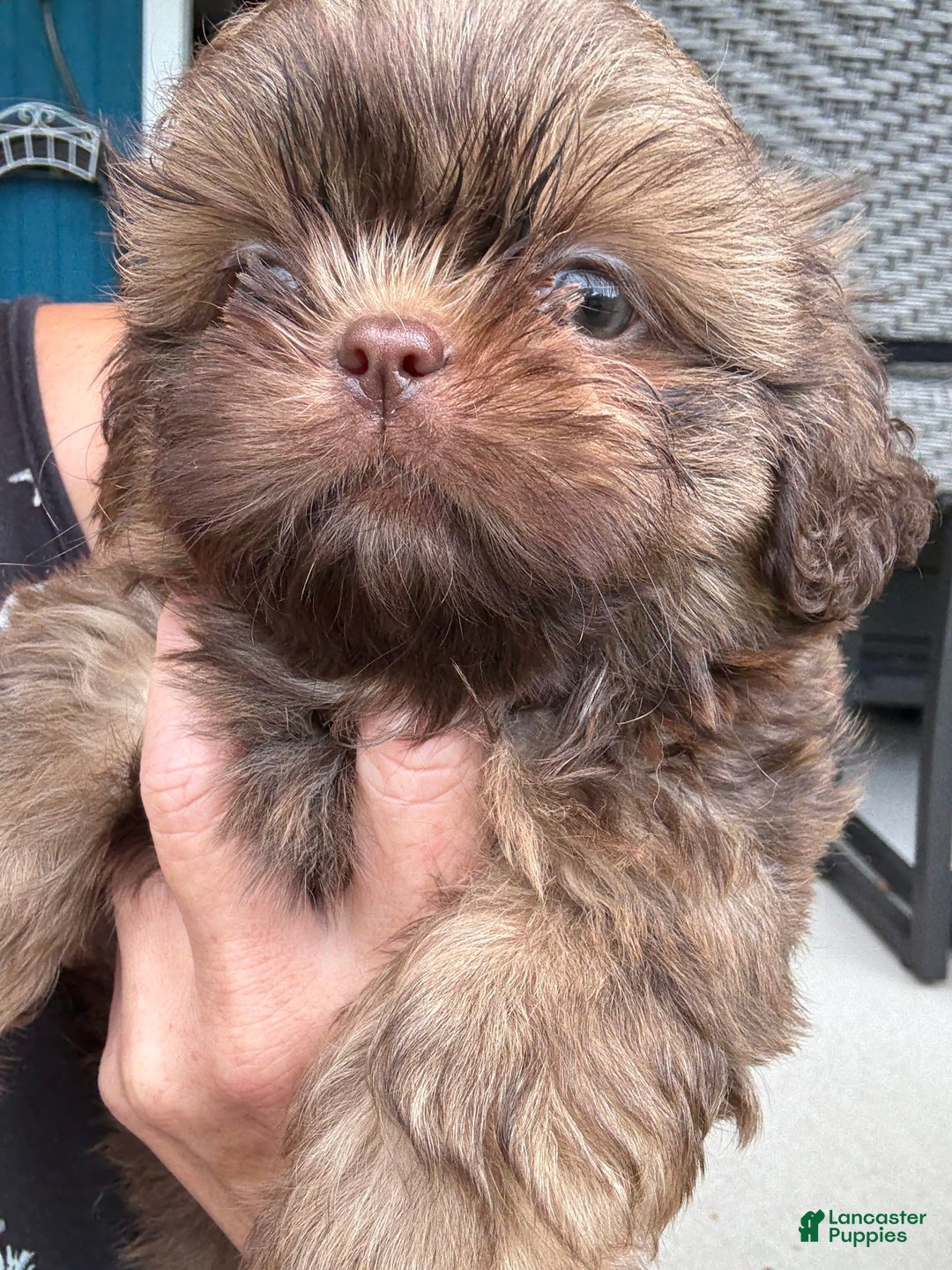Shih Tzu dogs for sale: Karlton - Image 2