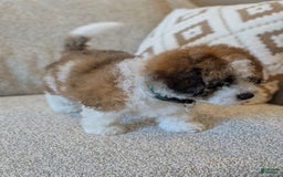 Saint Berdoodles dogs for sale: Roxy Mini Saint Berdoodle - Image 5