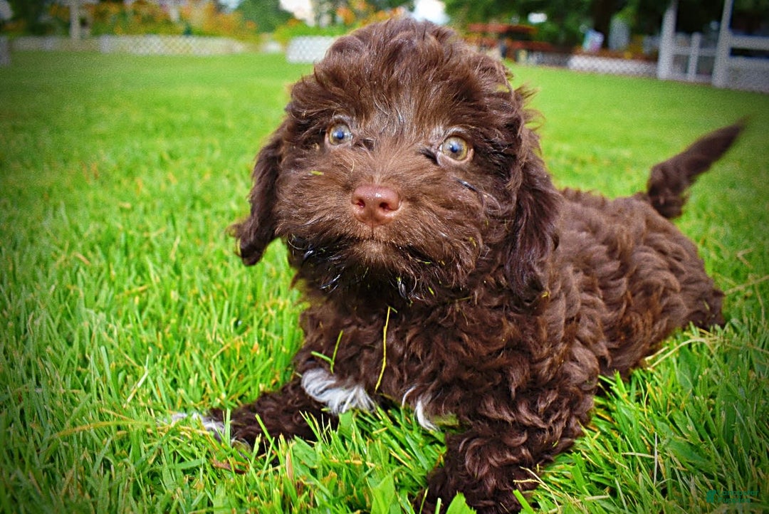 Havapoo dogs for sale: Boomer - Image 8