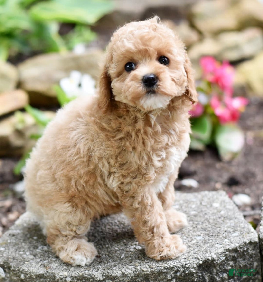 Toy Poodle dogs for sale: Tinkerbell - Image 2