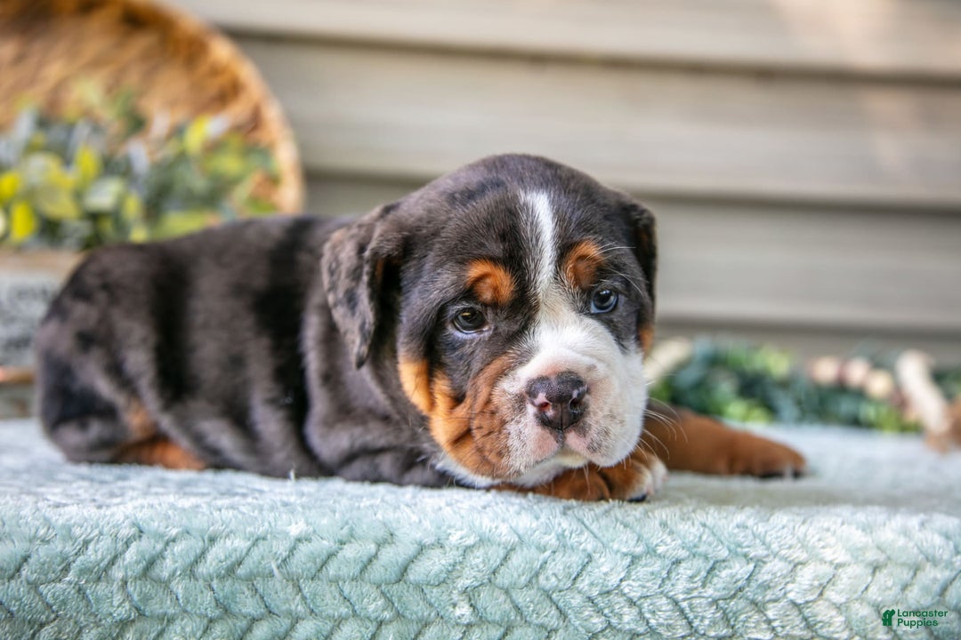 Beabull dogs for sale: Storm - Image 3