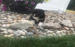 English Shepherd dogs for sale: Taco - Image 4