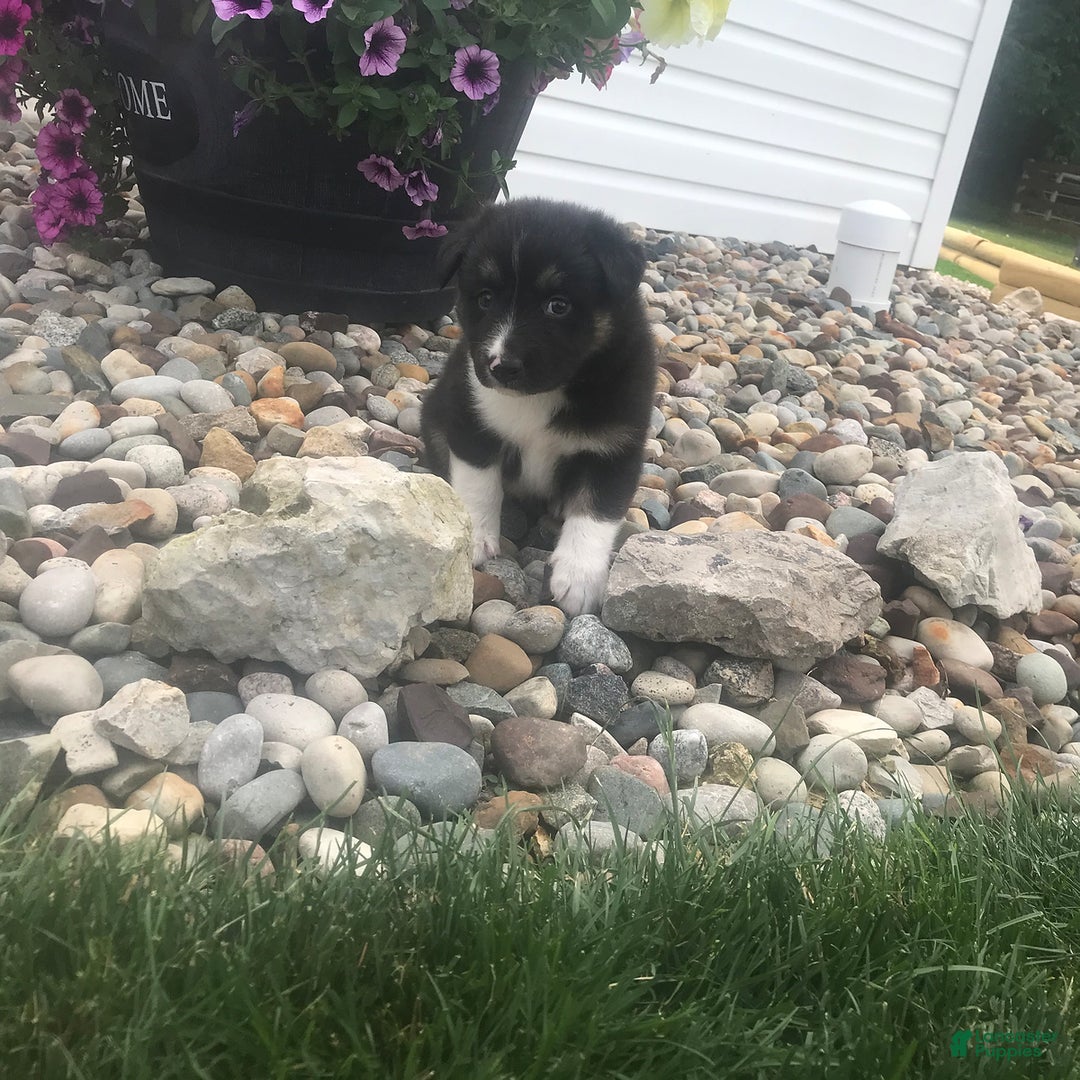 English Shepherd dogs for sale: Taco - Image 4