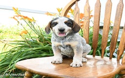 Beagle dogs for sale: Lane - Image 1