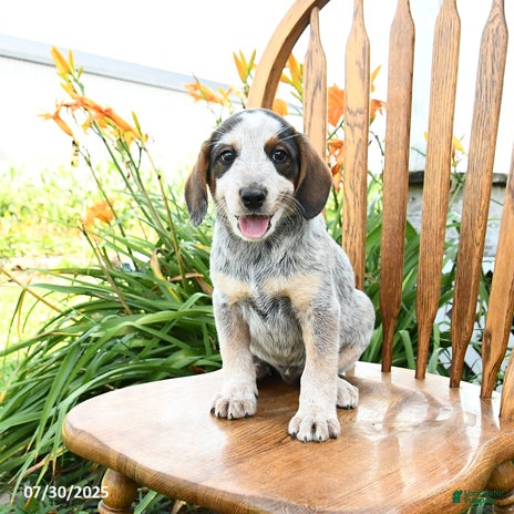 Beagle dogs for sale - Ad 4