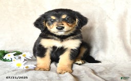 Bernese Mountain Dog dogs for sale: Sawyer - Image 3