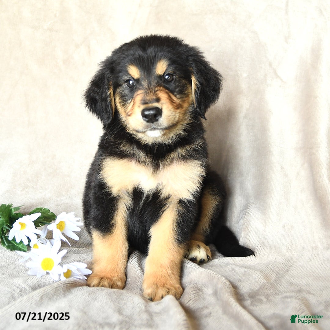 Bernese Mountain Dog dogs for sale: Sawyer - Image 3