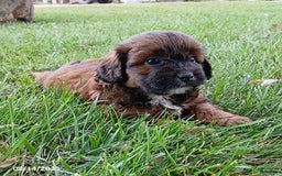 Shihpoo dogs for sale: Parker - Image 2