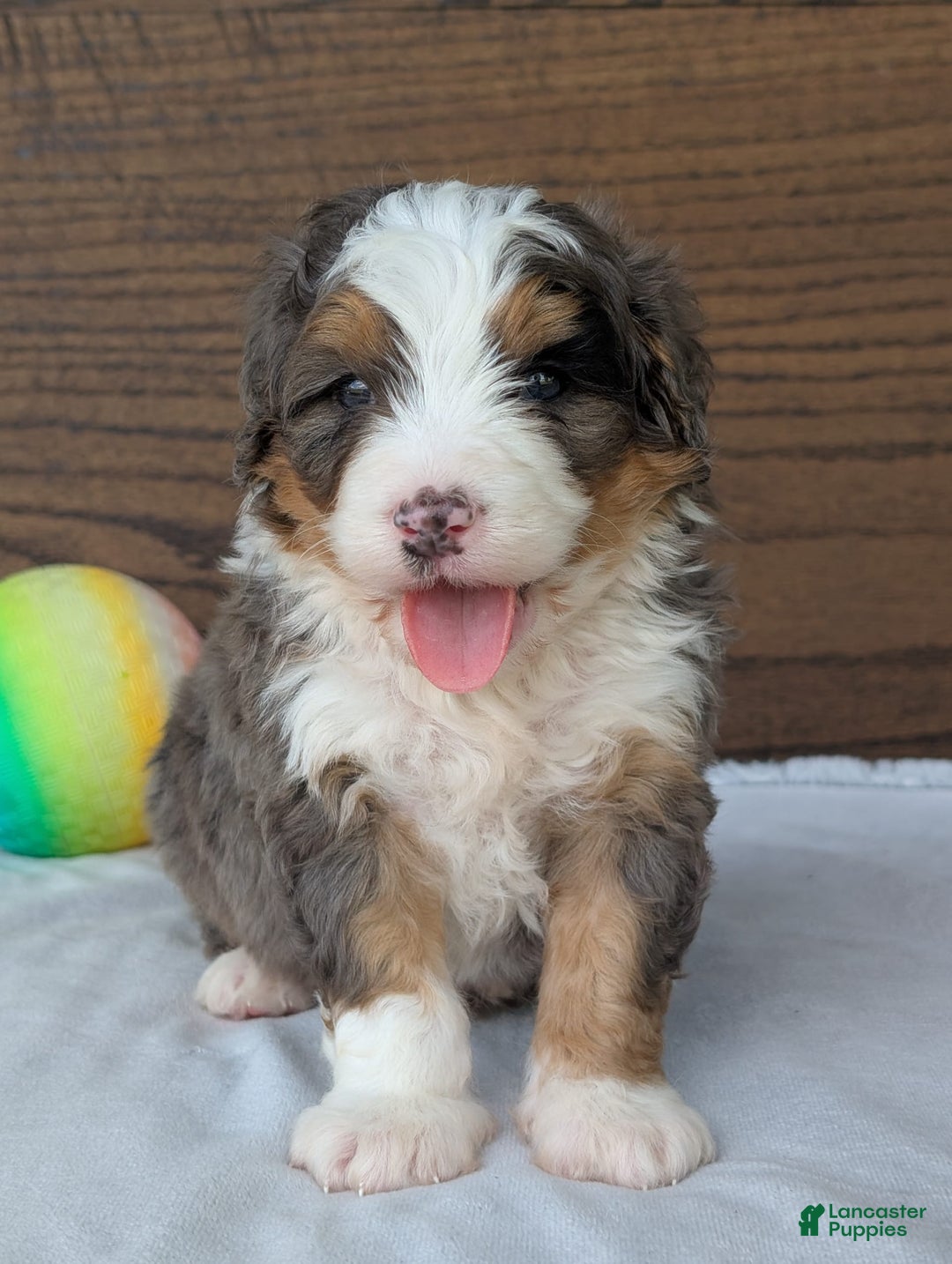 Mini Bernedoodle dogs for sale: Louie - Image 7