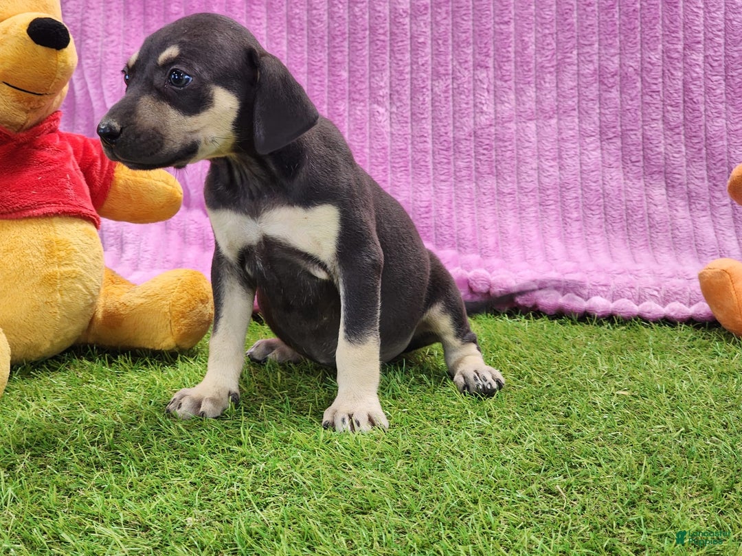 Catahoula Leopard Dog dogs for sale: Tess 2025 Female 1 - Image 12