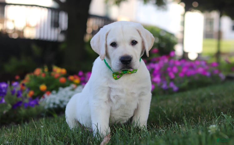 Labrador Retriever dogs for sale - Ad 3