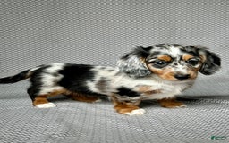 Miniature Dachshund dogs for sale: Miniature Dachshund 3 puppies - Image 2