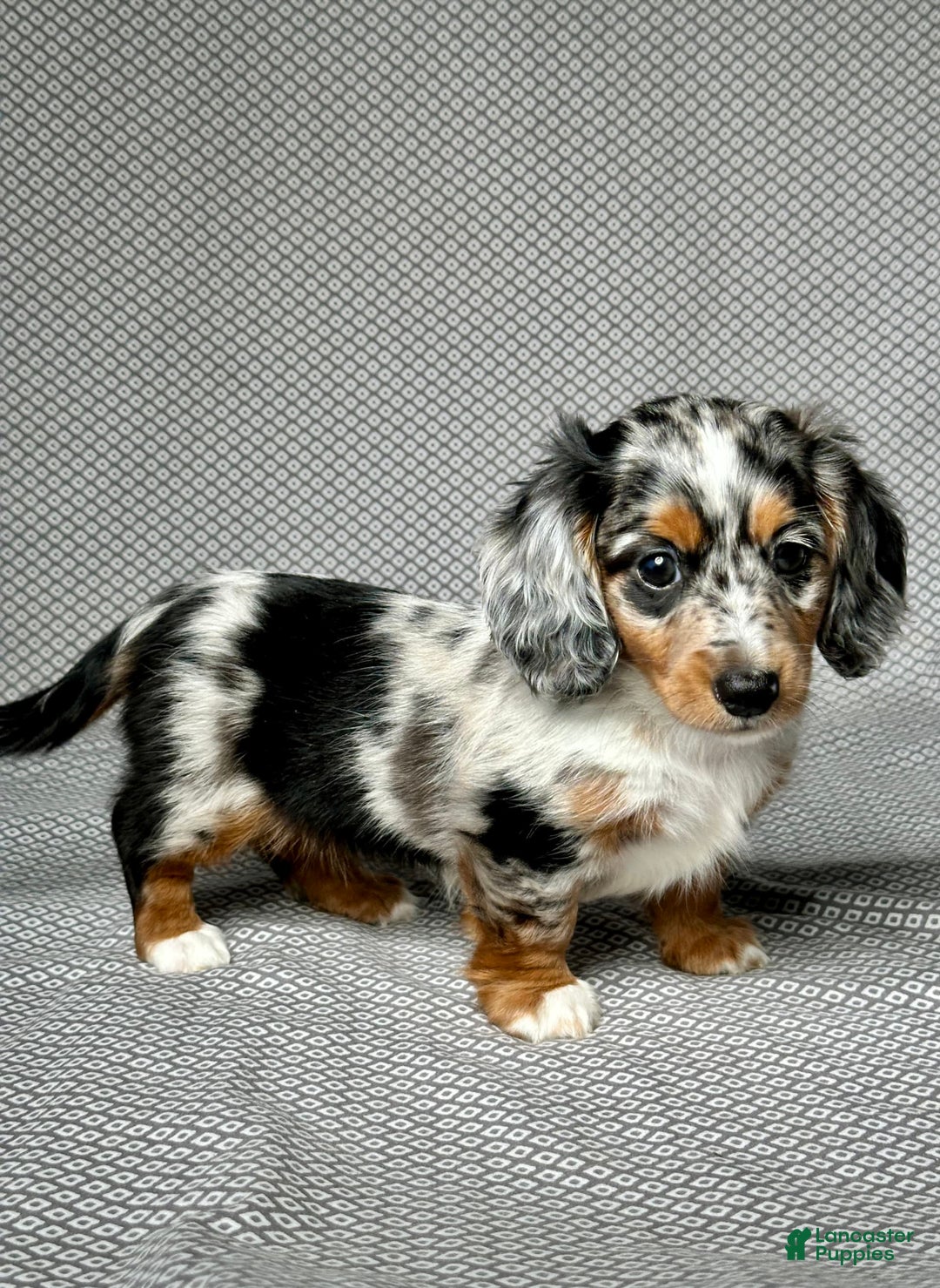Miniature Dachshund dogs for sale: Miniature Dachshund 3 puppies - Image 2