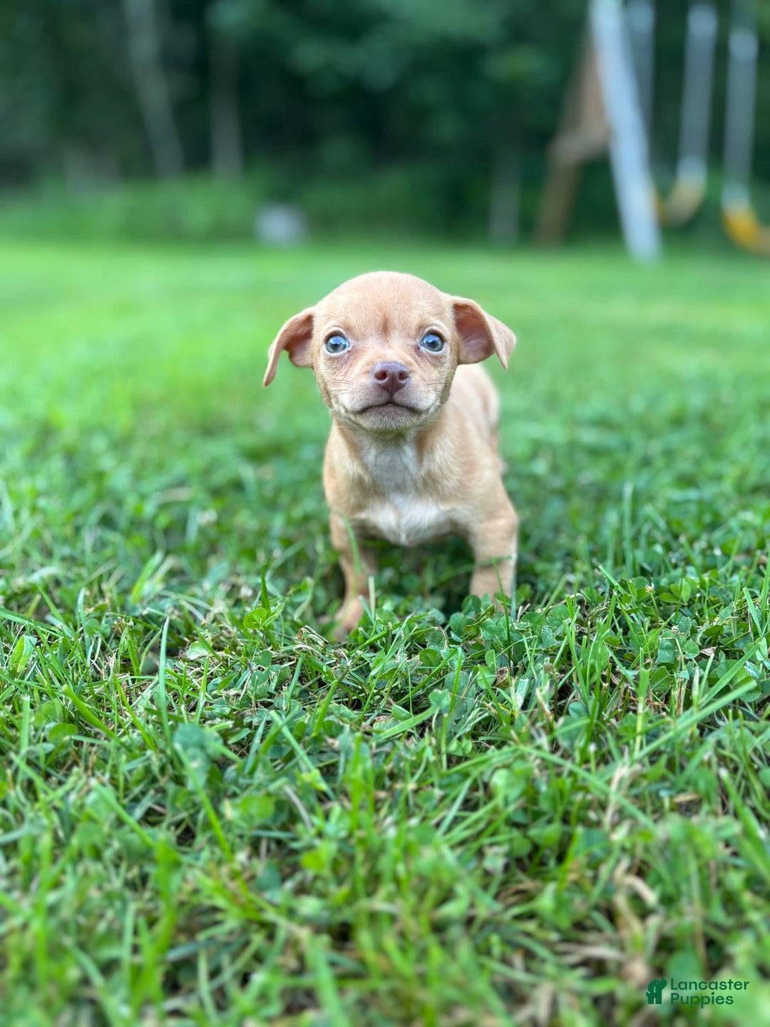 Chihuahua dogs for sale: Bella - Image 3
