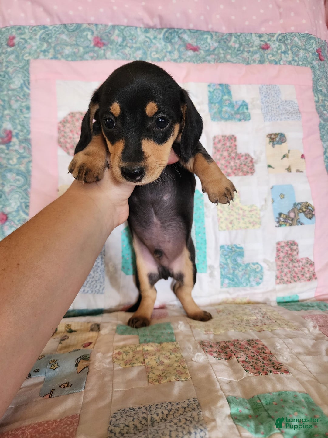 Miniature Dachshund dogs for sale: Perry - Image 14