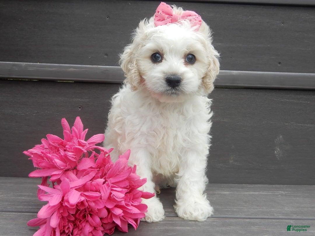 Cockapoo dogs for sale: Scarlet - Image 13