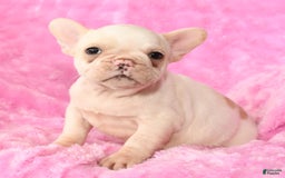 French Bulldog dogs for sale: Bella - Image 5