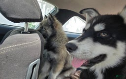 Siberian Husky dogs for sale: Mulch - Image 4