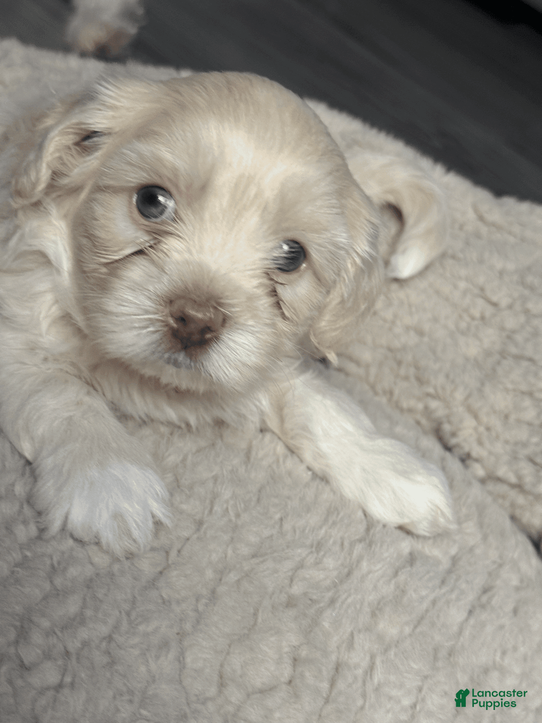 Shihpoo dogs for sale: Rover - Image 2