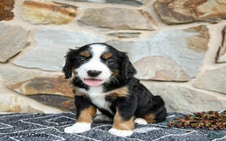 Miniature Bernese Mountain Dog dogs for sale: Aspen - Image 3