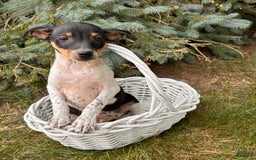 Rat Terrier dogs for sale: Samson - Image 2
