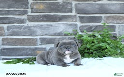 Olde English Bulldogge dogs for sale: Chelsea - Image 2