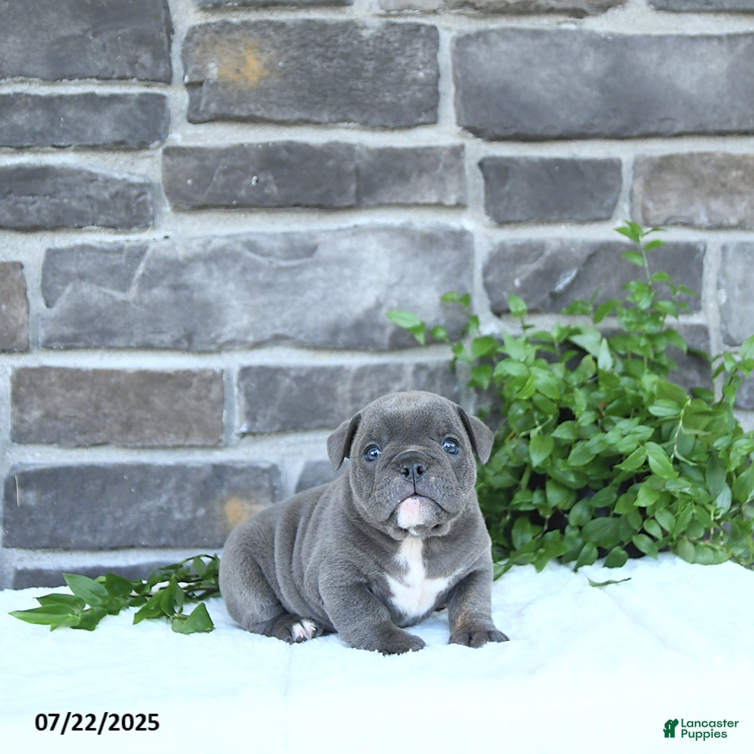 Olde English Bulldogge dogs for sale: Chelsea - Image 2