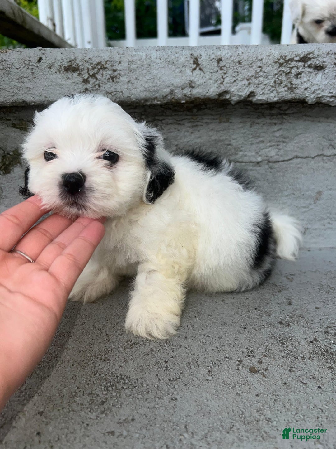 Malshi dogs for sale: Unknown 4 - Image 1