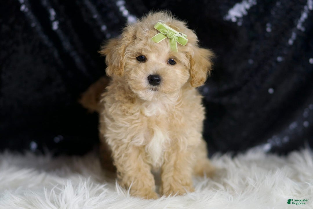 Maltipoo dogs for sale: Muffin - Image 3