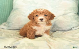 Miniature Poodle dogs for sale: Twila - Image 1