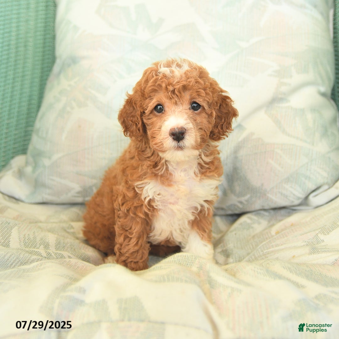 Miniature Poodle dogs for sale: Twila - Image 1