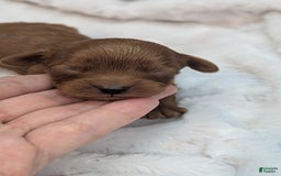 Cavapoo dogs for sale: Hermes - Image 6