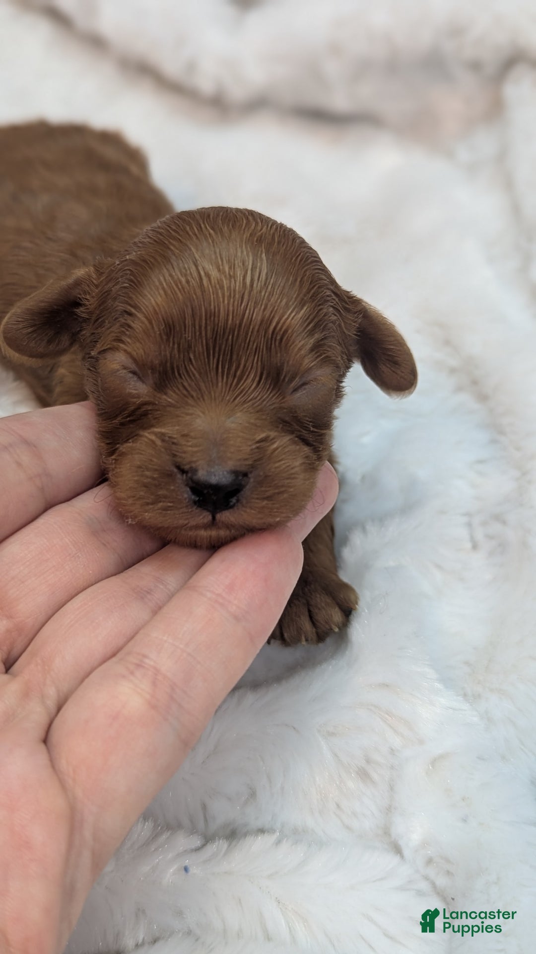 Cavapoo dogs for sale: Hermes - Image 6