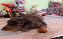 Miniature Dachshund dogs for sale: Gizmo - Image 1